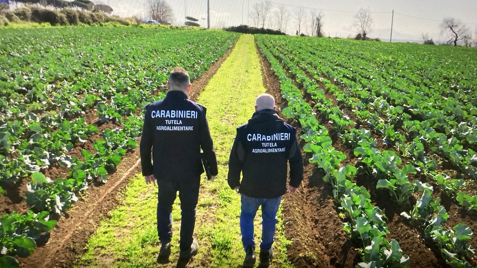 Iniziativa dei Carabinieri in difesa dell’Igp Carota Novella di Ispica e Pomodoro di Pachino