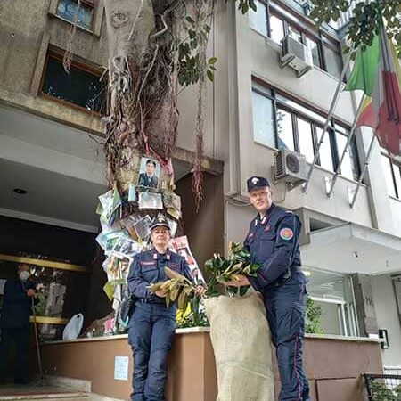 L’albero di Falcone a Palermo rischia di crollare