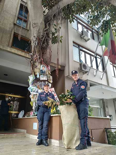 L’albero di Falcone a Palermo rischia di crollare