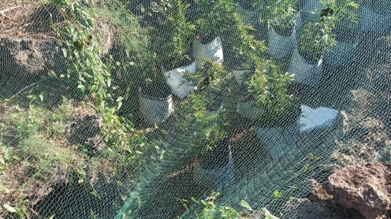 Tra la vegetazione di un terreno abbandonato, trovata piantagione di marijuana