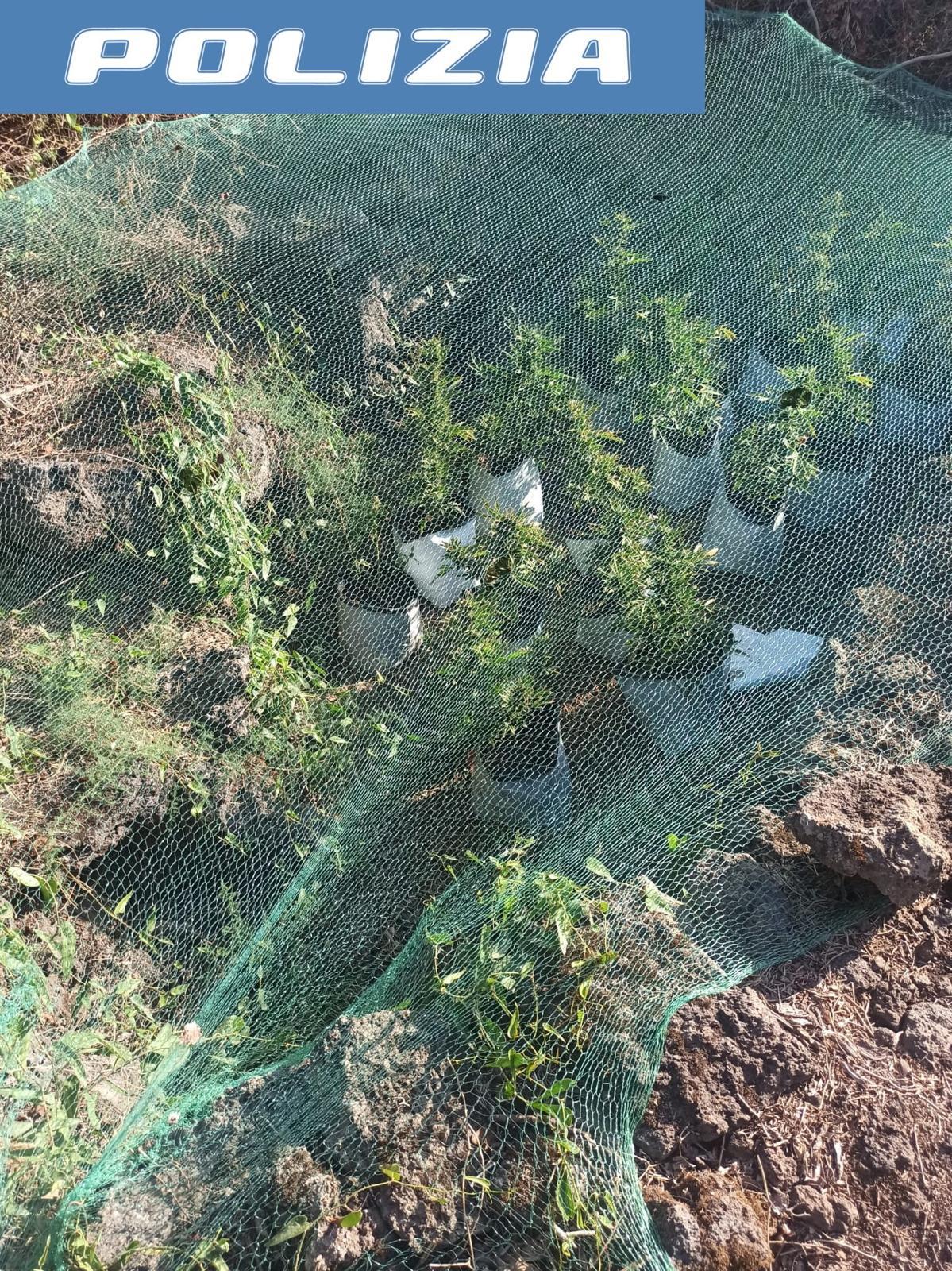 Tra la vegetazione di un terreno abbandonato, trovata piantagione di marijuana