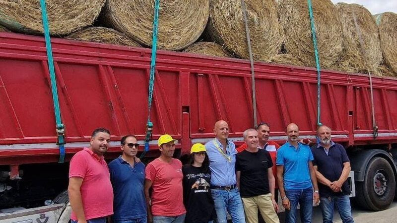 Arriva il fieno per gli allevatori piegati dalla crisi idrica