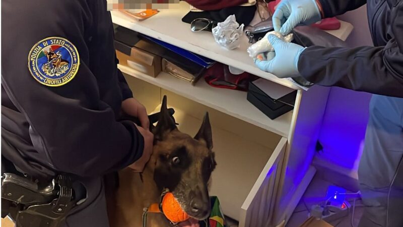 Botti e droga in camera da letto: il cane poliziotto Maui scopre tutto