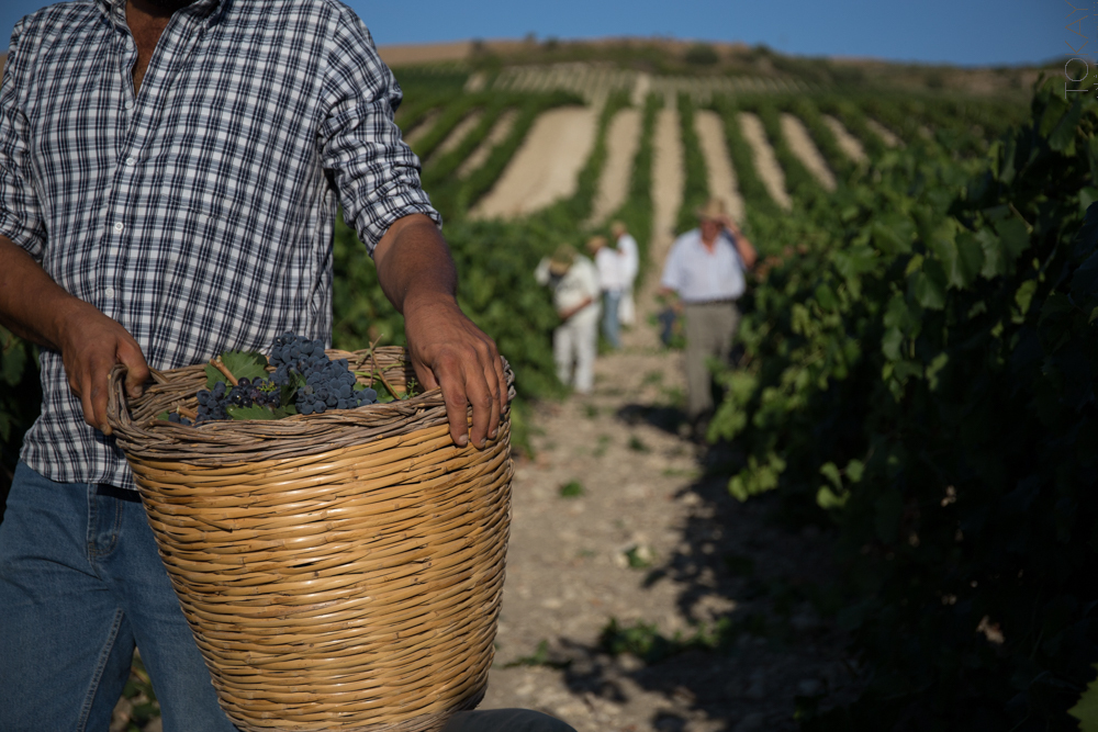 Al via la vendemmia 2025 in Sicilia: le previsioni parlano di un’annata di qualità
